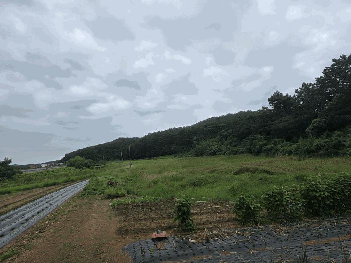 충청남도 태안군 근흥면 마금리 1225 답 경매 사진 3