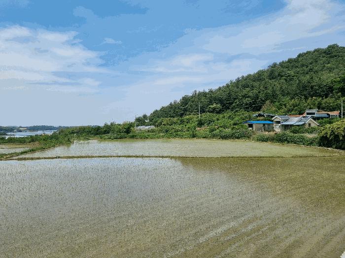 전라남도 나주시 세지면 오봉리 421 답 경매 사진 3