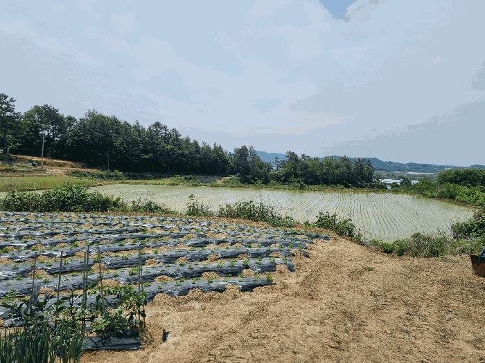 전라남도 나주시 세지면 오봉리 421 답 경매 사진 4
