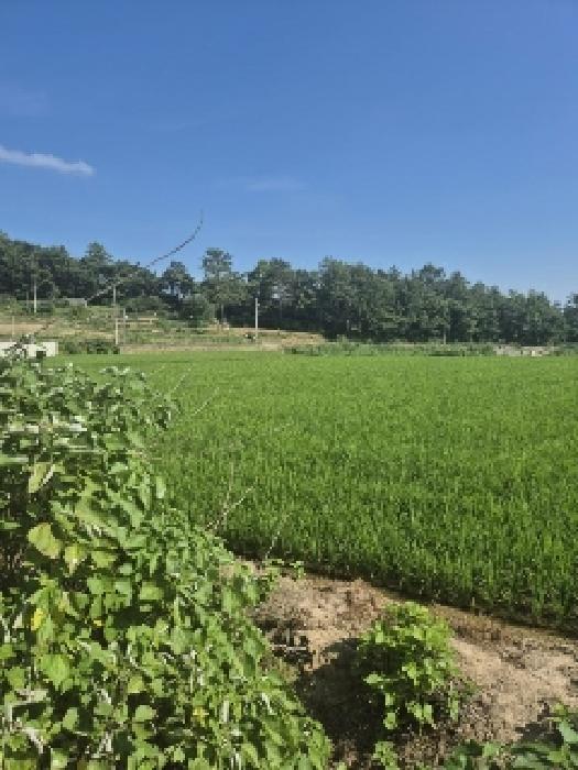 전라남도 나주시 세지면 오봉리 421 답 경매 사진 5