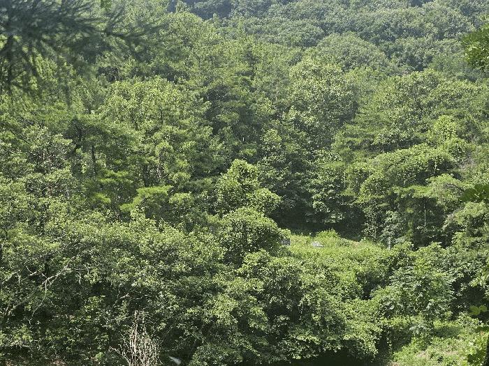 경상남도 김해시 삼계동 산126 임야 경매 사진 4