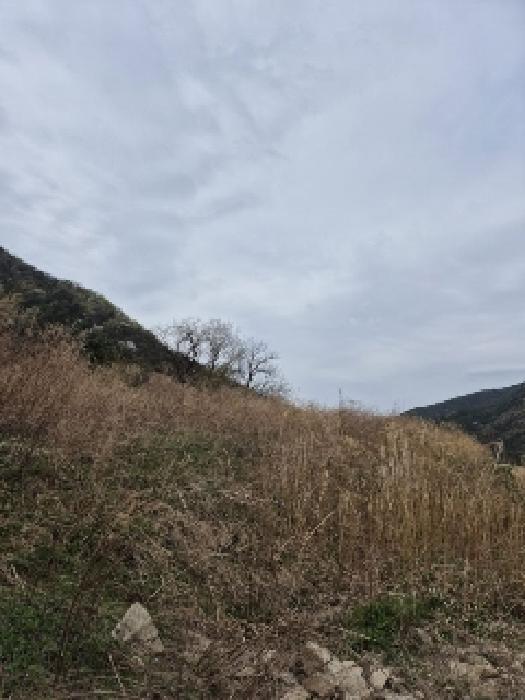 전라남도 장성군 장성읍 유탕리 139-2 대지 경매 사진 14