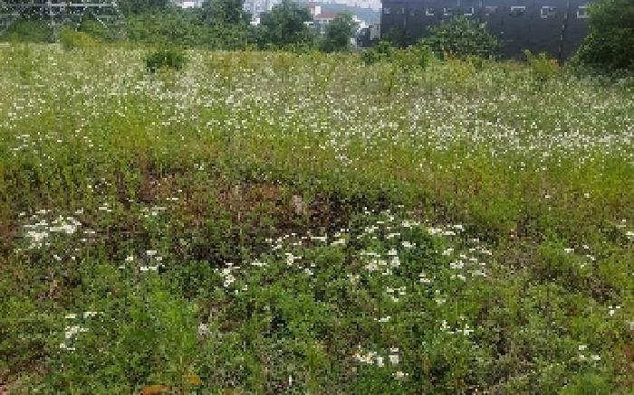 충청남도 아산시 음봉면 동암리 349-8 임야 경매 사진 36