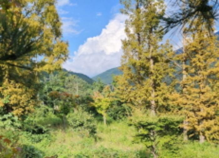 울산광역시 울주군 상북면 덕현리 621-1 전 경매 사진 10