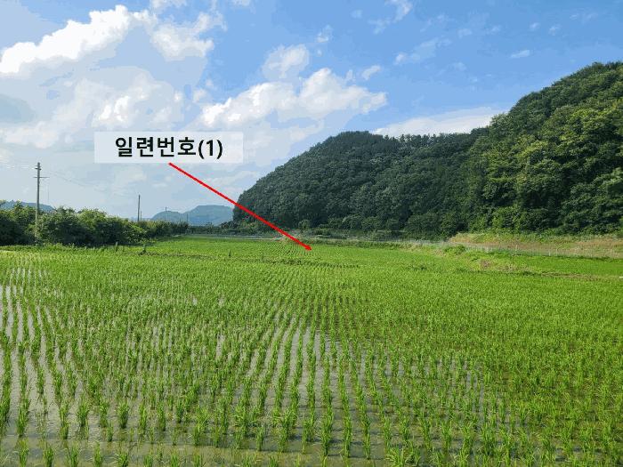 경상남도 함안군 함안면 봉성리 1079-1 답 경매 사진 5