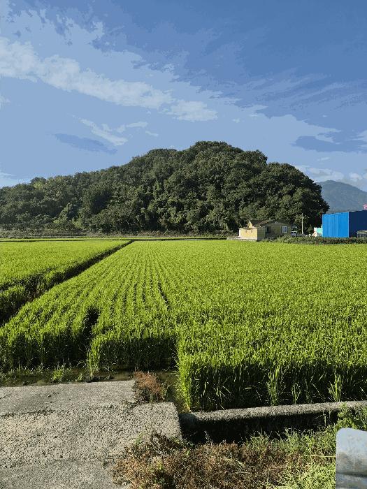 경상남도 함안군 함안면 북촌리 산115 임야 경매 사진 2