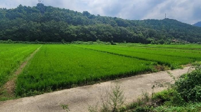 경상남도 함안군 가야읍 혈곡리 644-4 답 경매 사진 3