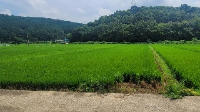 경상남도 함안군 가야읍 혈곡리 644-4 답 경매 사진 4