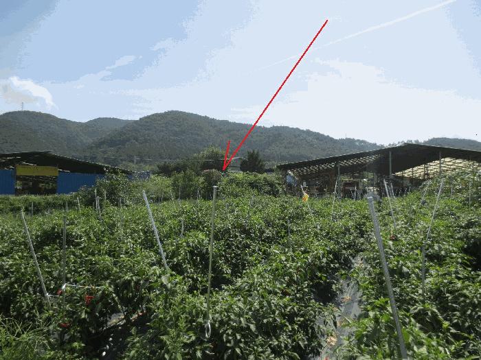 강원특별자치도 홍천군 화촌면 외삼포리 191-1 임야 경매 사진 3