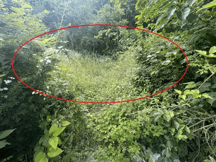 세종특별자치시 장군면 은용리 352-8 대지 경매 사진 5
