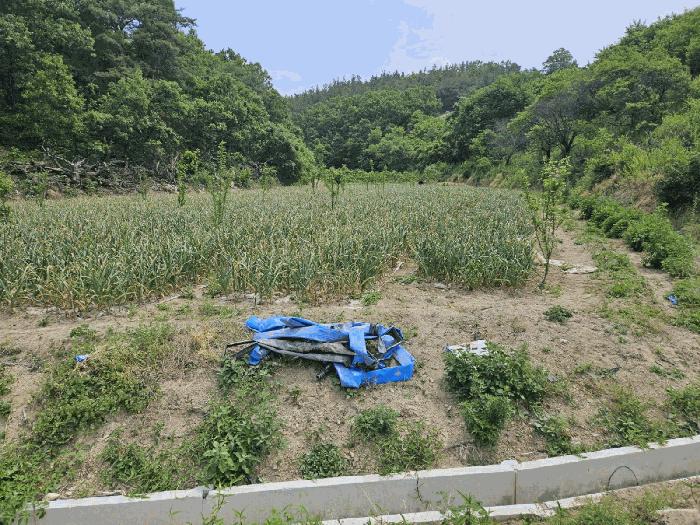 경상북도 영천시 임고면 매호리 21 전 경매 사진 1