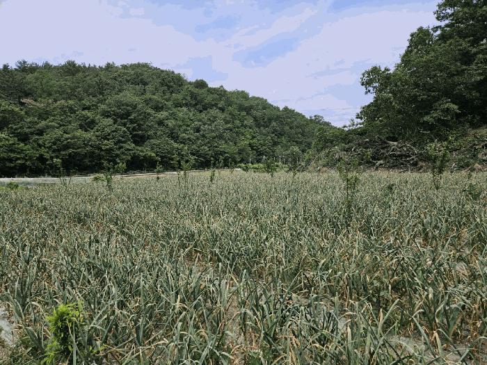 경상북도 영천시 임고면 매호리 21 전 경매 사진 7