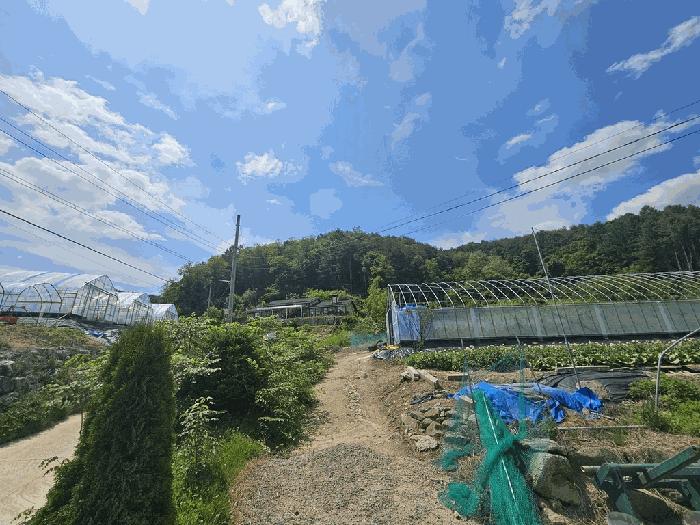 강원 횡성군 임야