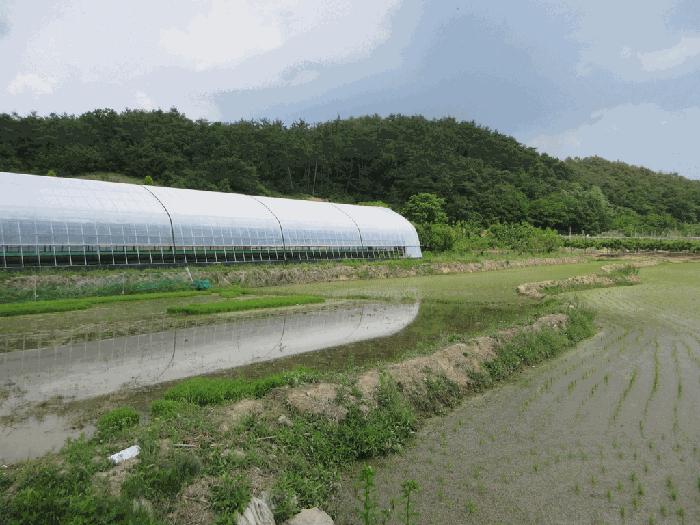 경상북도 영천시 화산면 화산리 211 답 경매 사진 2