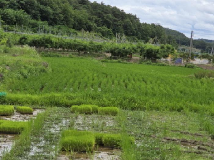 경상북도 영천시 화산면 화산리 211 답 경매 사진 4