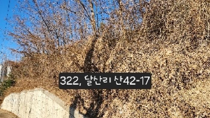 부산광역시 기장군 정관읍 달산리 산42-3 임야 경매 사진 5