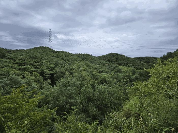경상북도 포항시 북구 임야