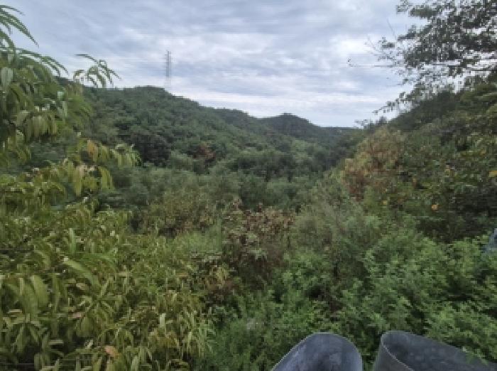 경상북도 포항시 북구 흥해읍 이인리 산10 임야 경매 사진 5