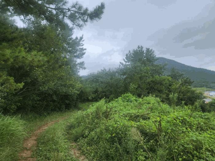 전라남도 신안군 압해읍 대천리 793-36 임야 경매 사진 1