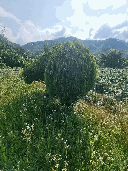 전북특별자치도 무주군 무풍면 증산리 738 전 경매 사진 4