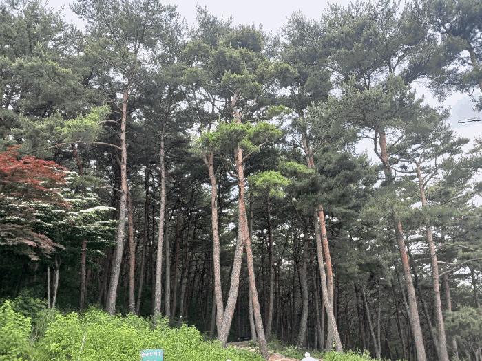 경상남도 산청군 단성면 방목리 산100 근린주택 경매 사진 8