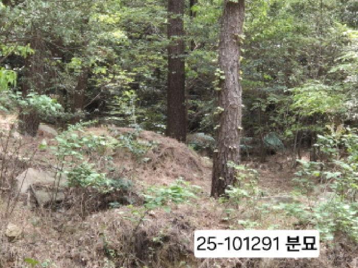 부산광역시 사상구 모라동 산91 임야 경매 사진 12
