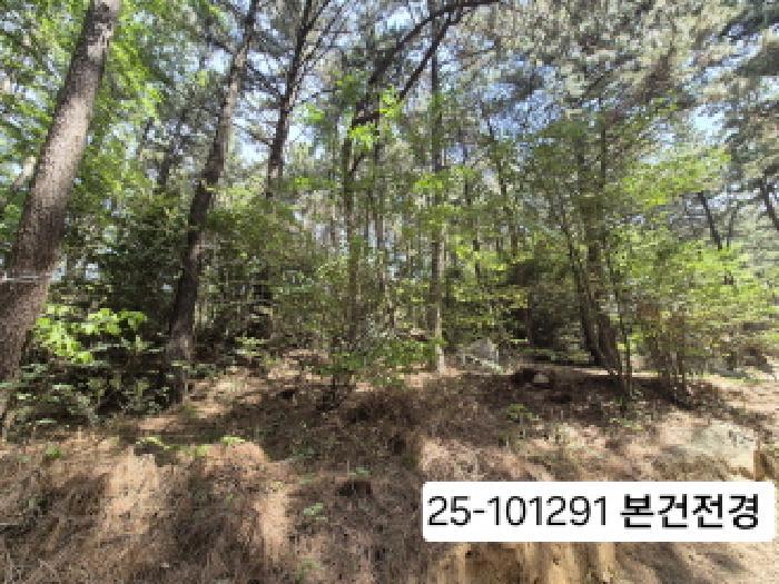 부산광역시 사상구 모라동 산91 임야 경매 사진 8