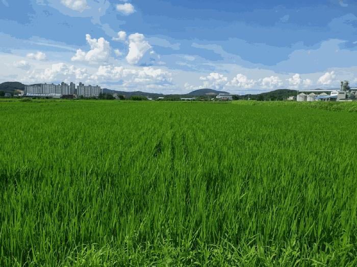 경상북도 경주시 천북면 덕산리 156 답 경매 사진 3