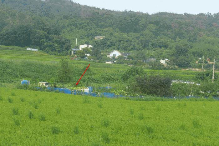 경상북도 경주시 양남면 상계리 235 답 경매 사진 1