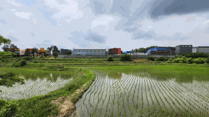충청남도 아산시 둔포면 신남리 459-1 답 경매 사진 4