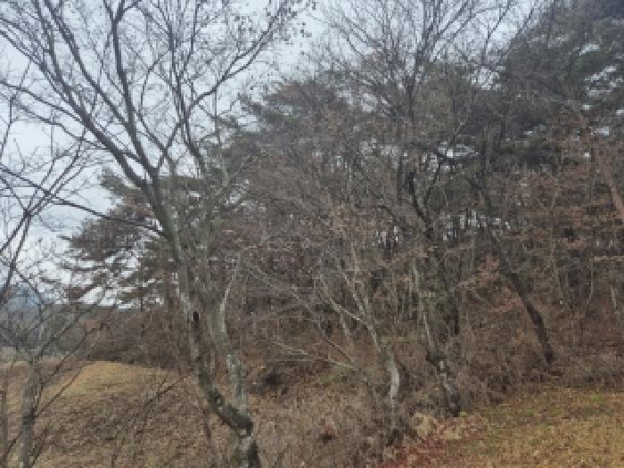 전라남도 장성군 서삼면 금계리 산40 임야 경매 사진 10