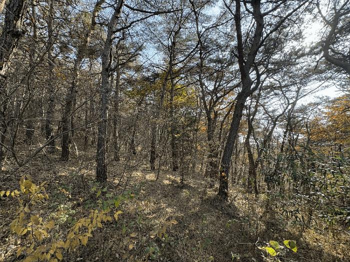 전라남도 장성군 서삼면 금계리 산40 임야 경매 사진 3