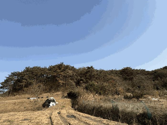 전라남도 장성군 서삼면 금계리 산40 임야 경매 사진 5
