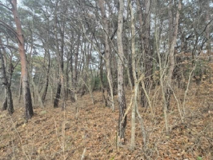 전라남도 장성군 서삼면 금계리 산40 임야 경매 사진 7