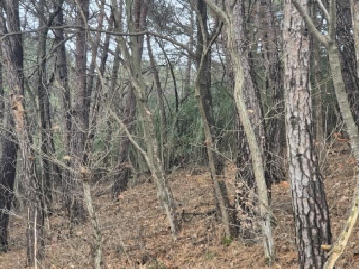 전라남도 장성군 서삼면 금계리 산40 임야 경매 사진 8