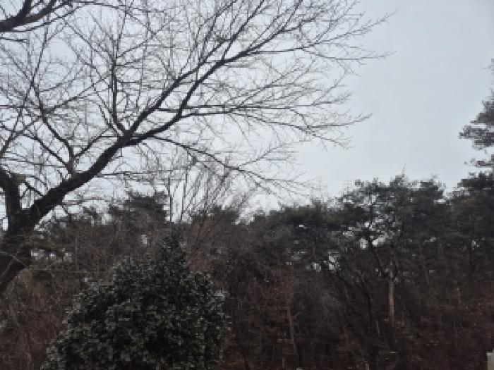 전라남도 장성군 서삼면 금계리 산40 임야 경매 사진 9