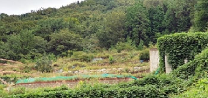 경상남도 창원시 진해구 두동 산297-28 임야 경매 사진 7