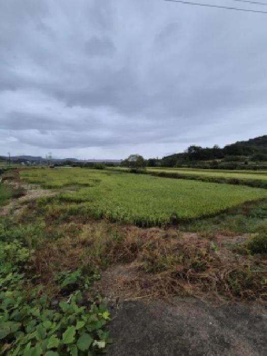 전라남도 곡성군 겸면 산정리 287-3 답 경매 사진 2
