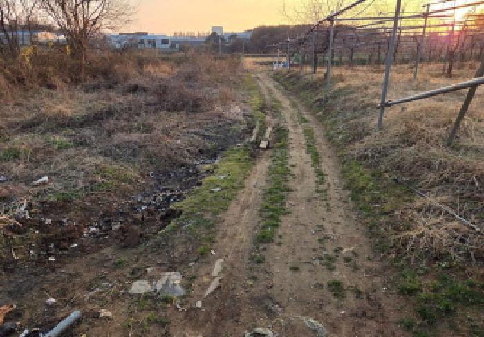 충청남도 천안시 서북구 성거읍 오목리 115 과수원 경매 사진 11