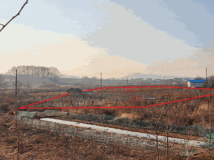 충청남도 천안시 서북구 성거읍 오목리 115 과수원 경매 사진 5