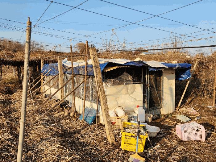 충청남도 천안시 서북구 성거읍 오목리 115 과수원 경매 사진 7