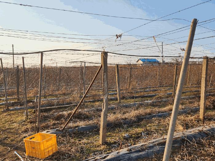 충청남도 천안시 서북구 성거읍 오목리 115 과수원 경매 사진 8