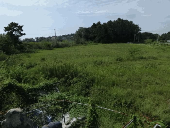 경기도 안산시 단원구 대부남동 46 답 경매 사진 21
