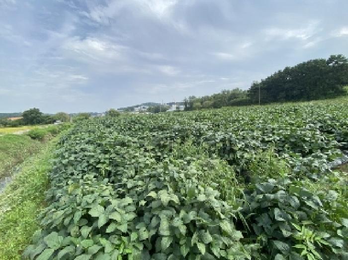 충청남도 당진시 송악읍 월곡리 131-87 답 경매 사진 10