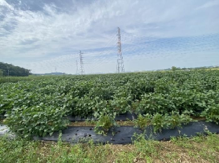 충청남도 당진시 송악읍 월곡리 131-87 답 경매 사진 9