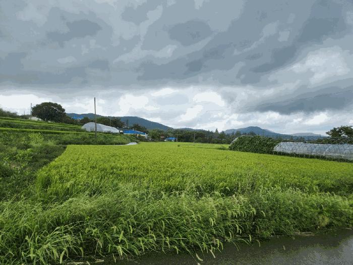 충청남도 서산시 운산면 용장리 543-6 전 경매 사진 1