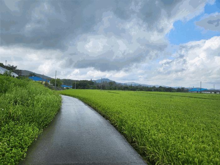 충청남도 서산시 운산면 용장리 543-6 전 경매 사진 4