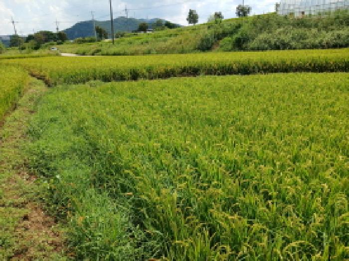 충청남도 서산시 운산면 용장리 543-6 전 경매 사진 5