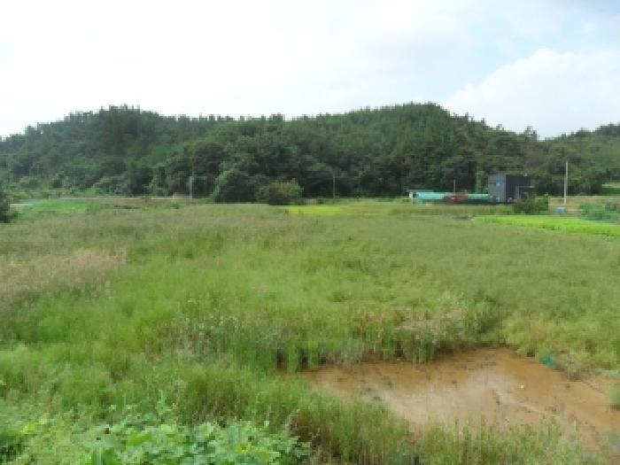 충청남도 서산시 팔봉면 호리 1-11 답 경매 사진 12