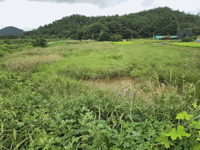 충청남도 서산시 팔봉면 호리 1-11 답 경매 사진 8